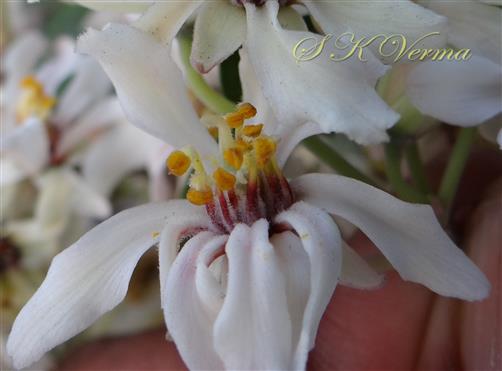  Flower with 8 stamens